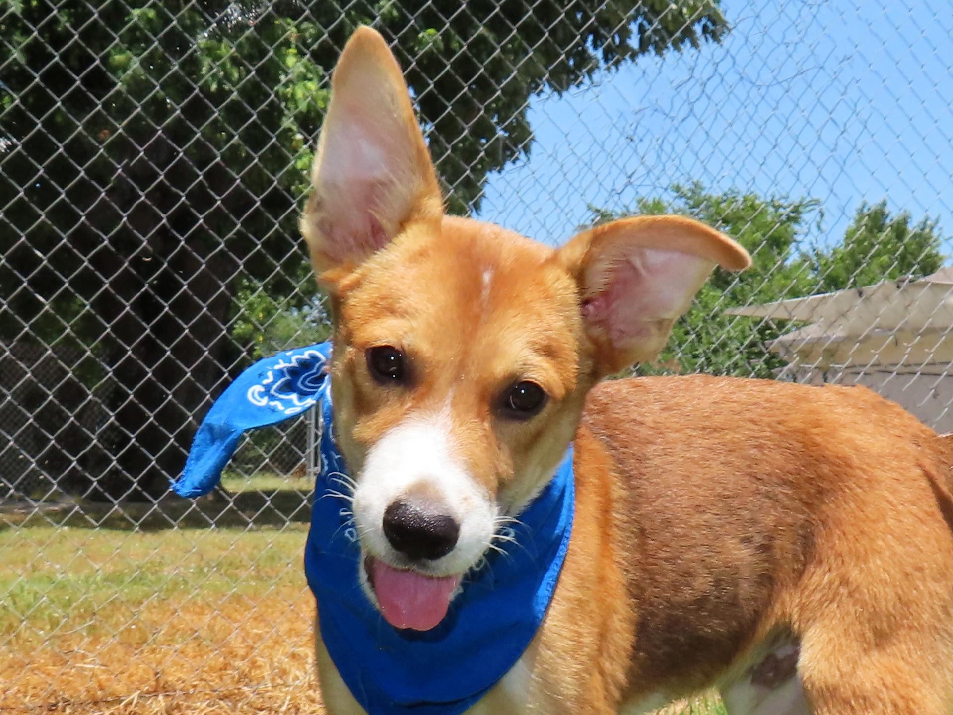 Enlarge Ernie 26C-180A, a Adopted mixed breed in Rogers, AR image 1/5