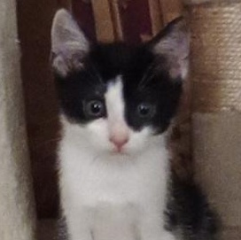 Mia, a Adoptable Domestic Short Hair in Ocean Isle Beach, NC image 1/2