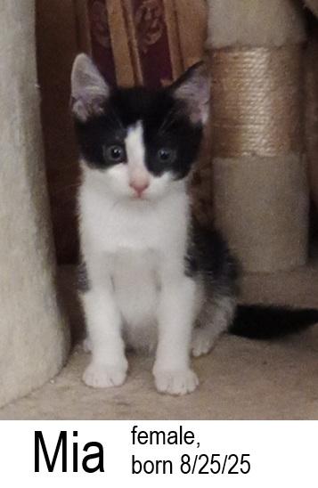 Mia, a Adoptable Domestic Short Hair in Ocean Isle Beach, NC image 2/2