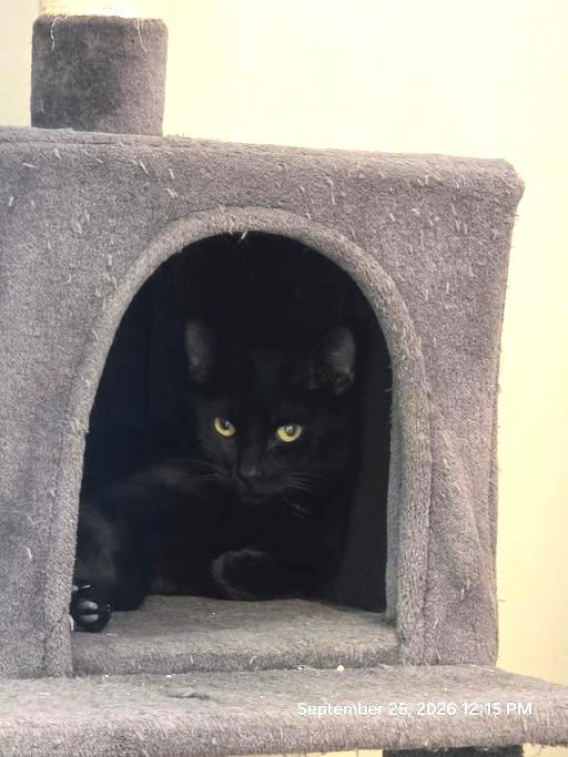 Princess, Adoptable, Young Female Domestic Short Hair.