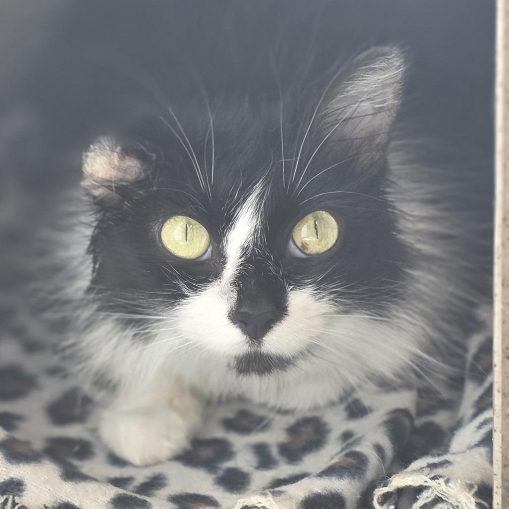 Hunny, Adoptable, Adult Female Domestic Long Hair.