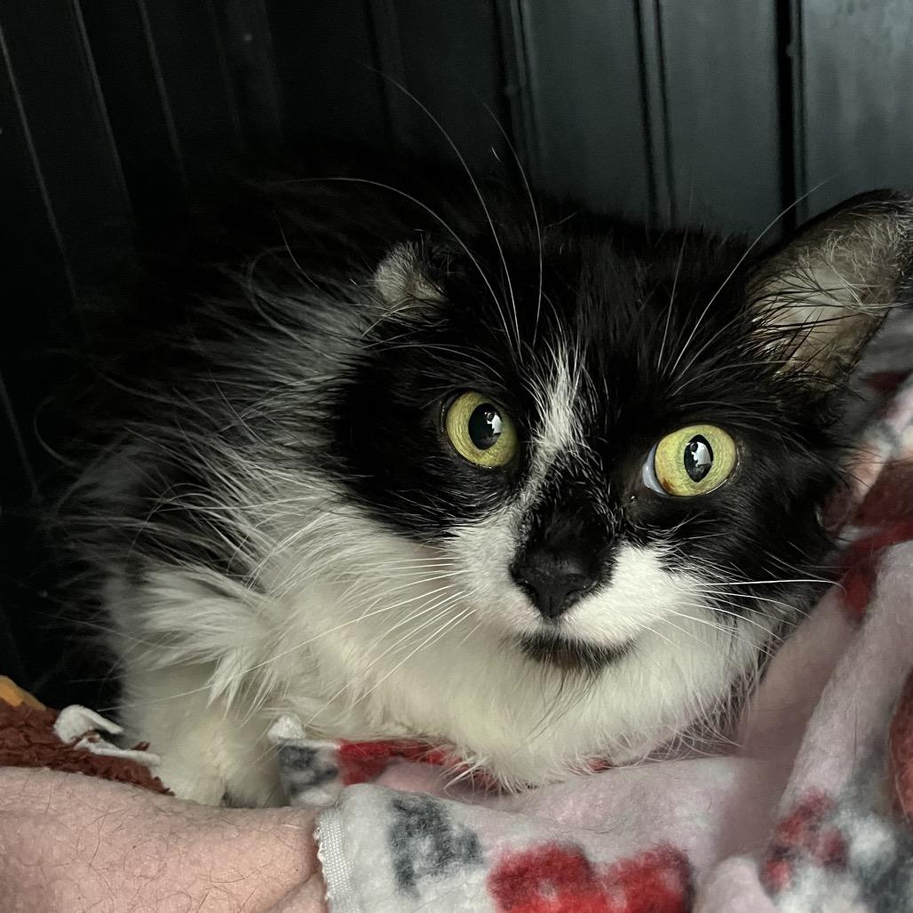 Enlarge Hunny, a Adoptable Domestic Long Hair in Fort Wayne, IN image 2/5