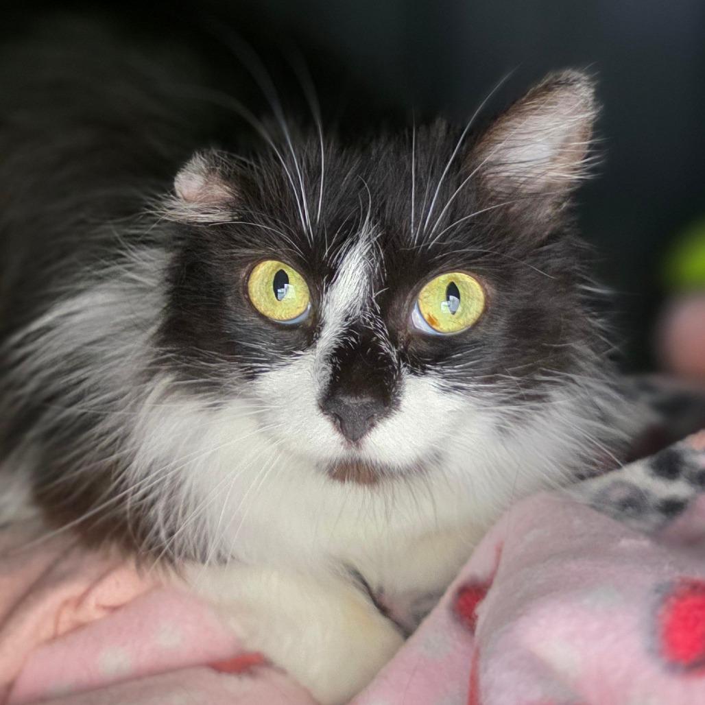 Enlarge Hunny, a Adoptable Domestic Long Hair in Fort Wayne, IN image 3/5