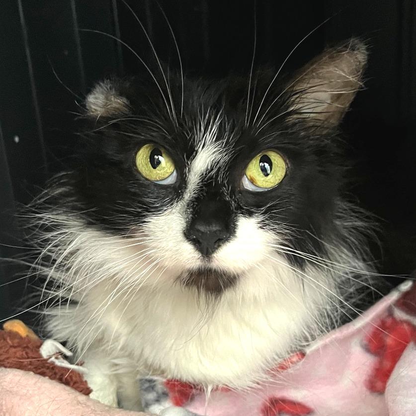 Enlarge Hunny, a Adoptable Domestic Long Hair in Fort Wayne, IN image 4/5