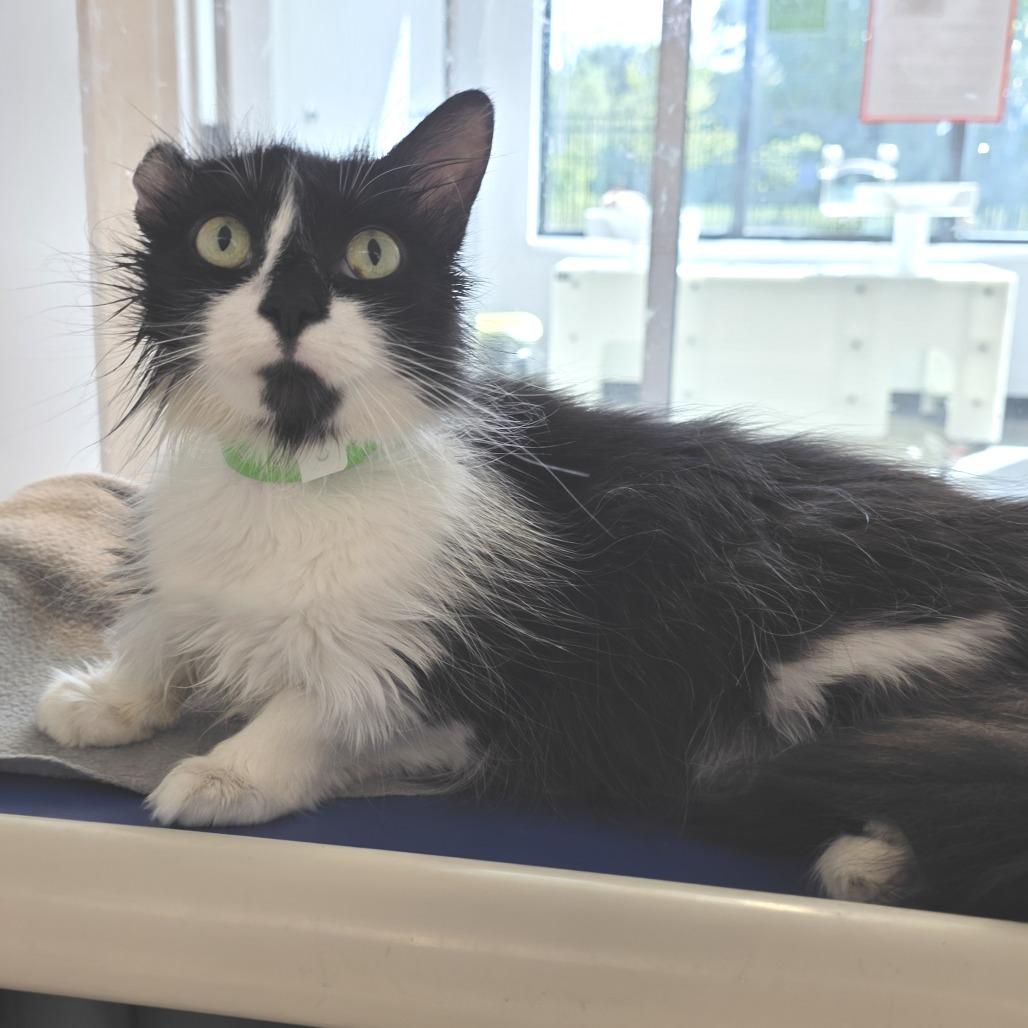 Enlarge Hunny, a Adoptable Domestic Long Hair in Fort Wayne, IN image 5/5