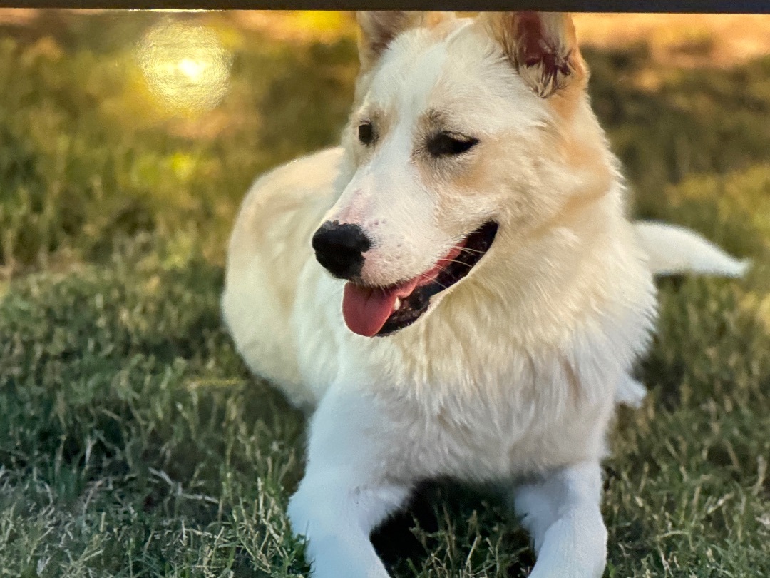 Enlarge KIMMY, a Adoptable mixed breed in Shawnee, OK image 1/1