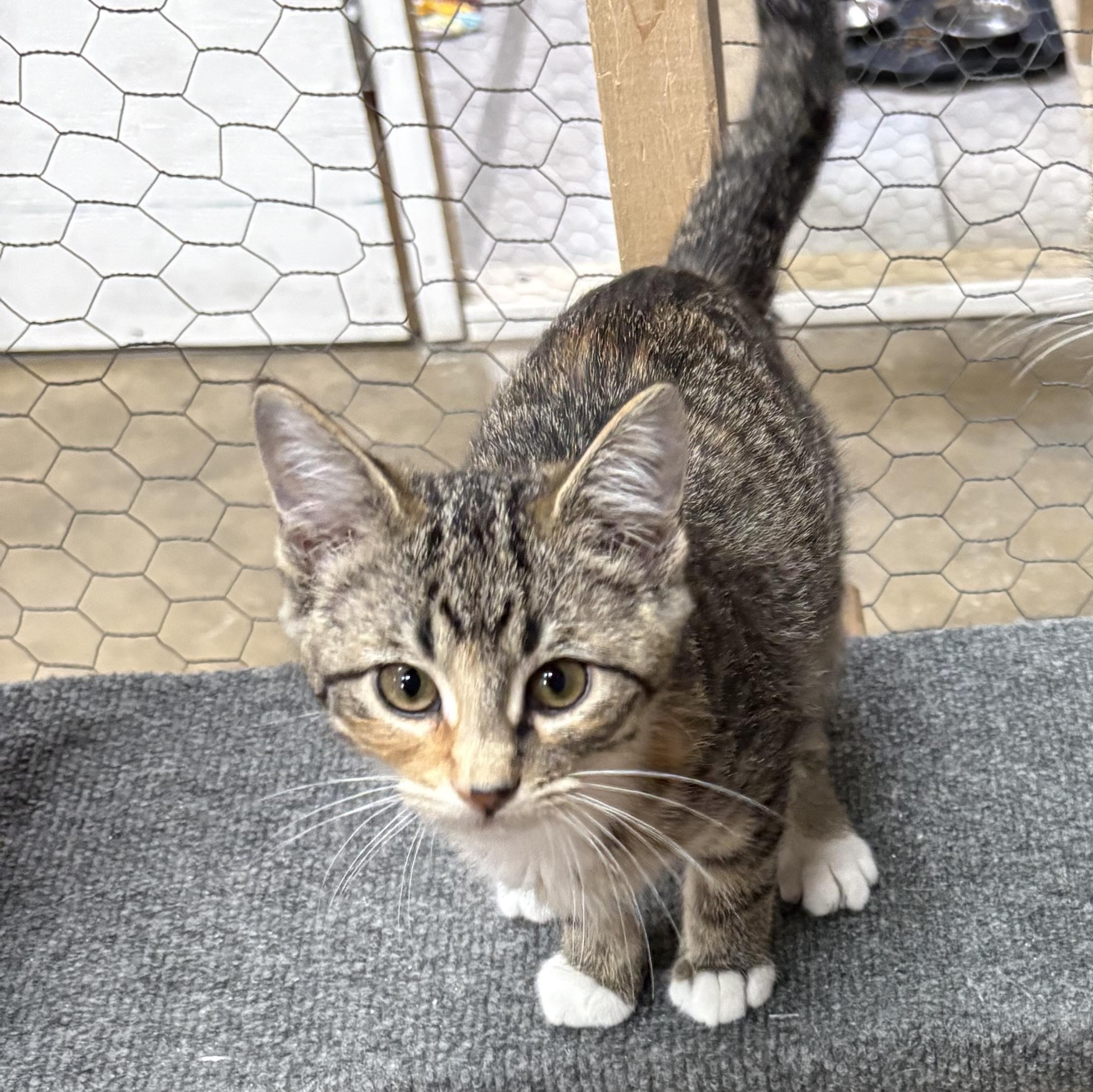 Apricot, ADOPTABLE, Kitten Female Domestic Short Hair.