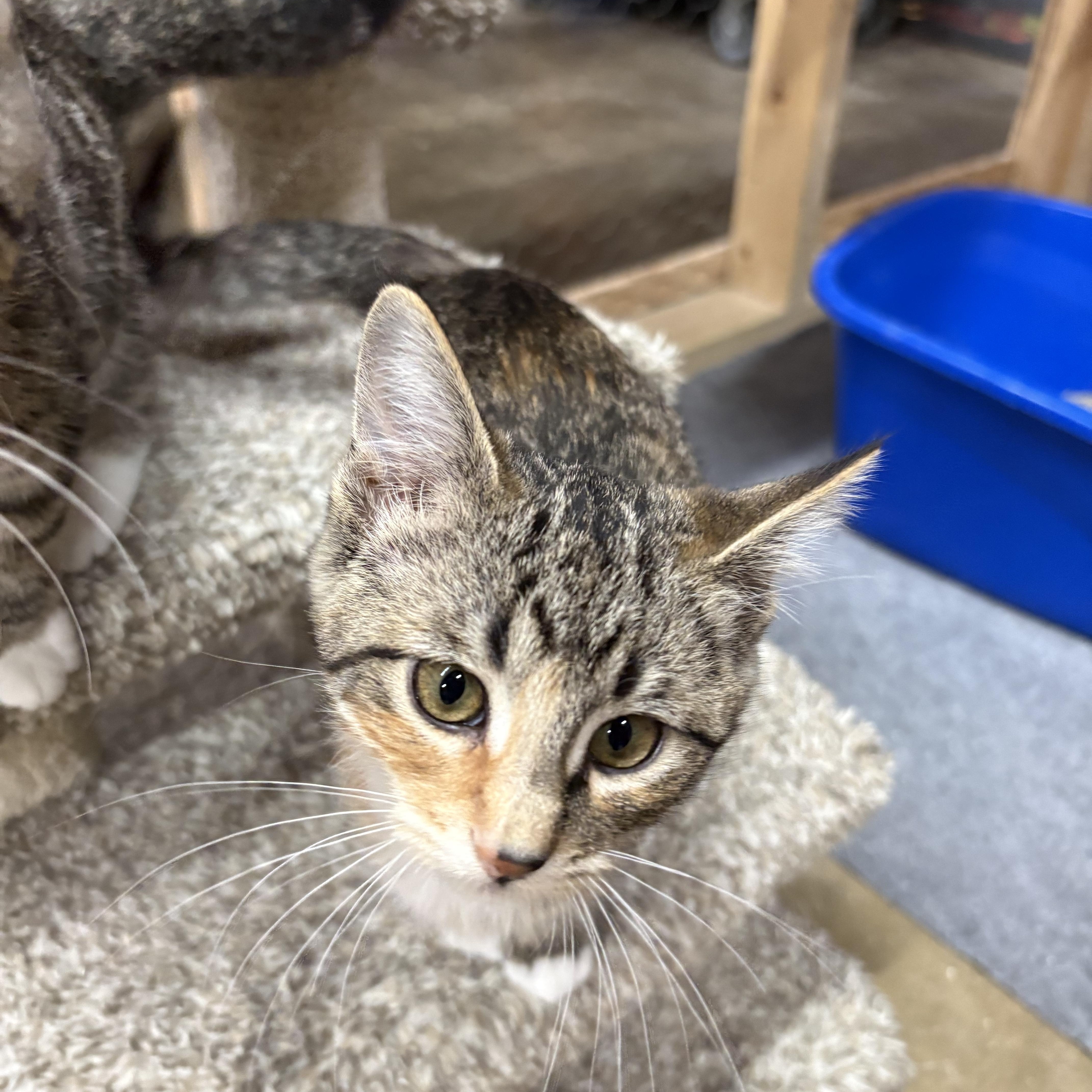 Apricot, a ADOPTABLE Domestic Short Hair in Faribault, MN image 2/2