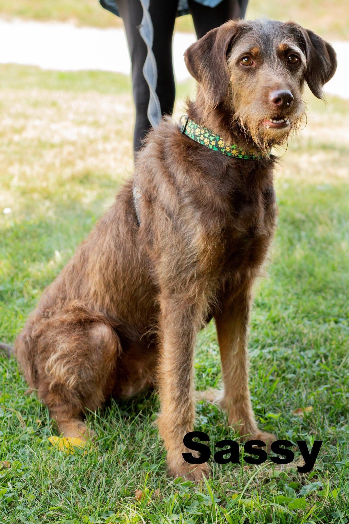 Sassy, Adopted, Adult Female Catahoula Leopard Dog & Poodle.