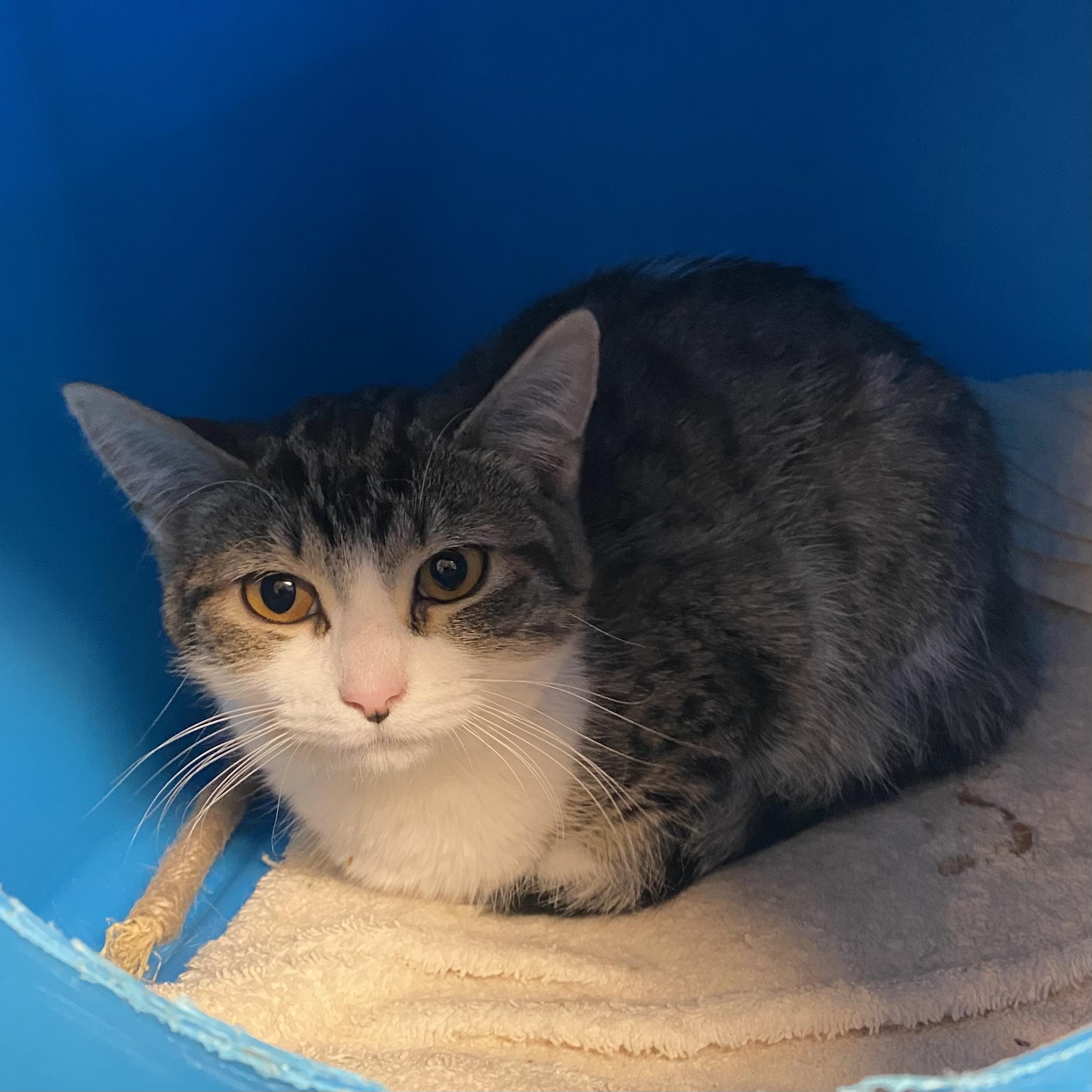 Enlarge MissyAnne, an adoptable Tabby in Stanstead, QC image 3/3
