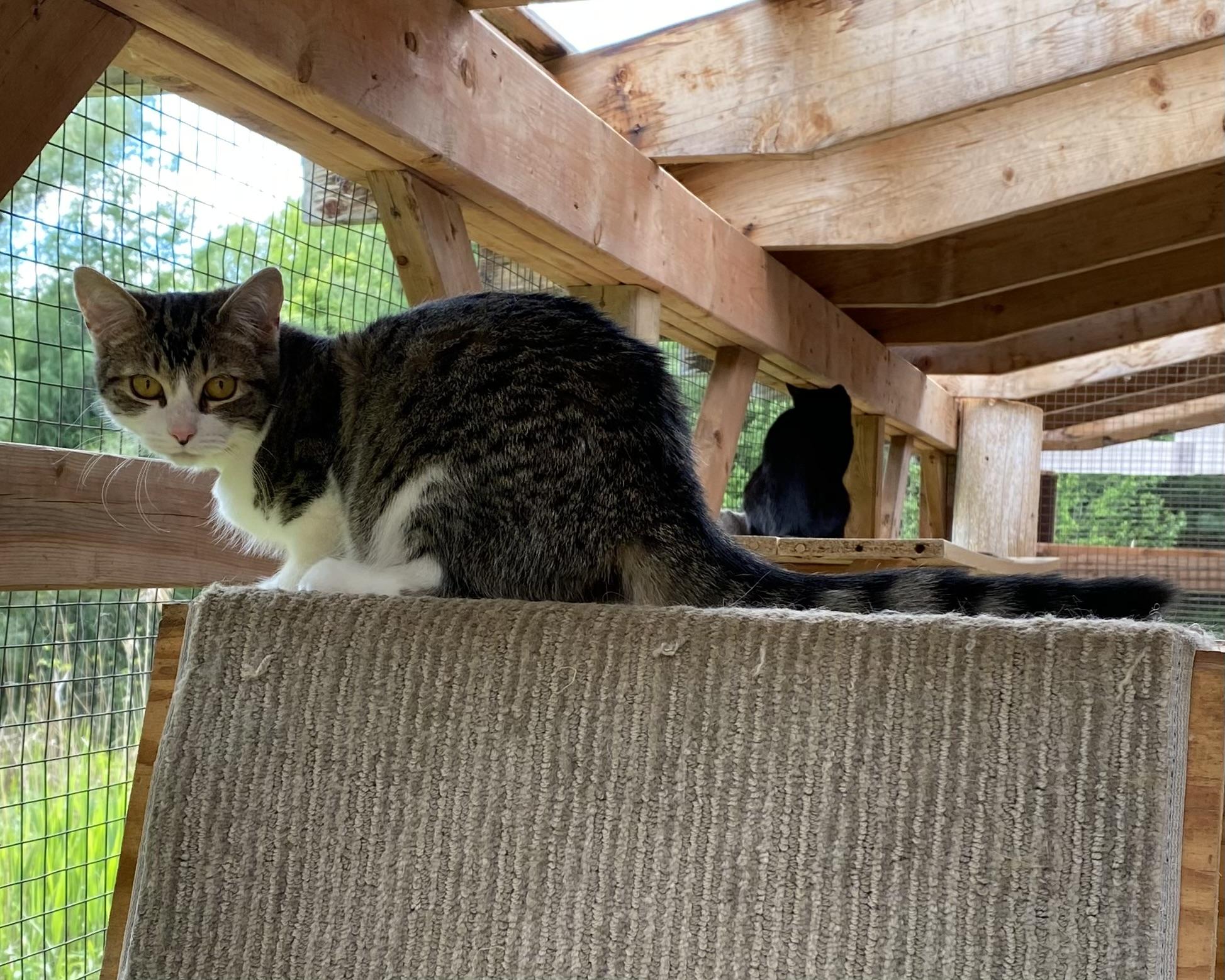 Martha, an adoptable Tabby in Stanstead, QC image 3/6