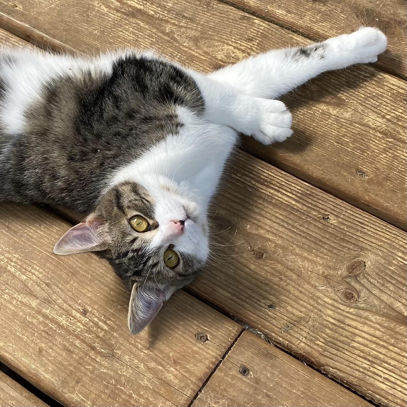 Martha, an adoptable Tabby in Stanstead, QC image 6/6