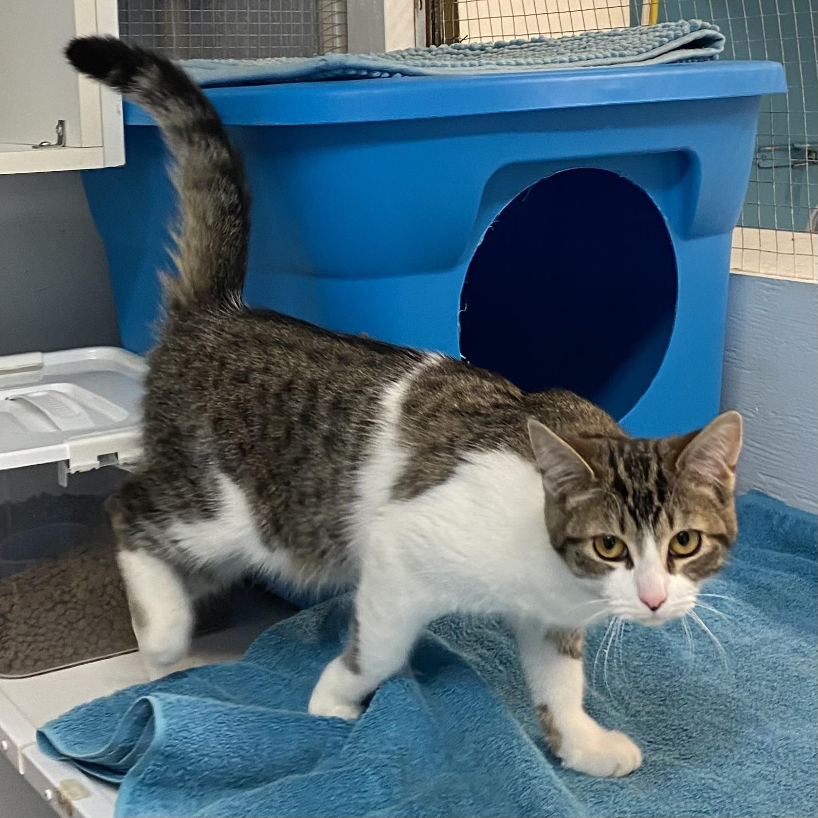 Enlarge MissyAnne, an adoptable Tabby in Stanstead, QC image 2/3