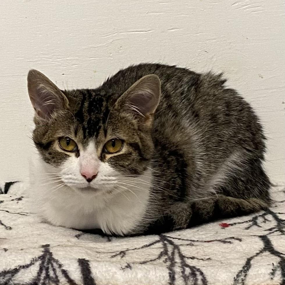 Martha, an adoptable Tabby in Stanstead, QC image 2/6