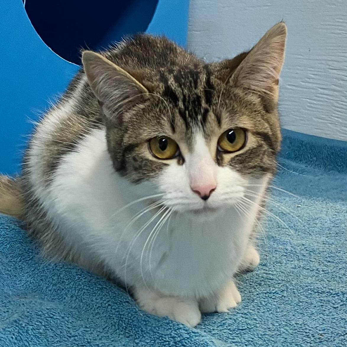 MissyAnne, adoptable, Young Female Tabby.