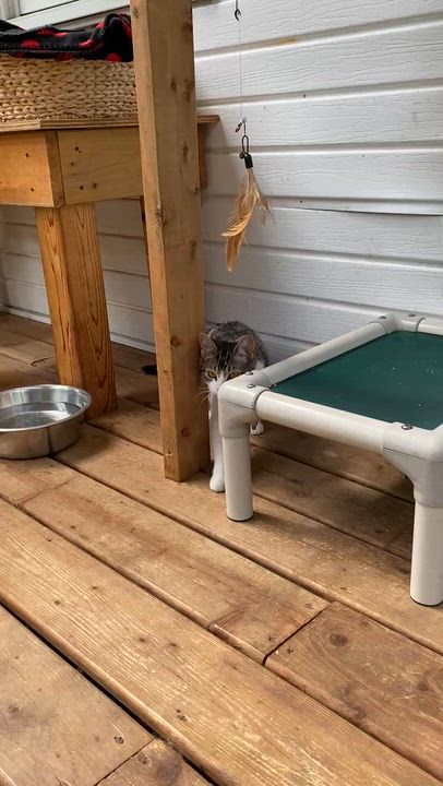Enlarge Martha, an adoptable Tabby in Stanstead, QC video 5/6