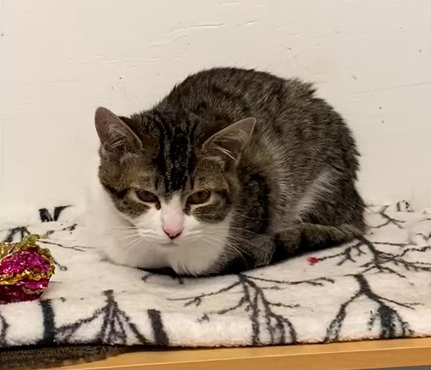 Enlarge Martha, an adoptable Tabby in Stanstead, QC video 4/6