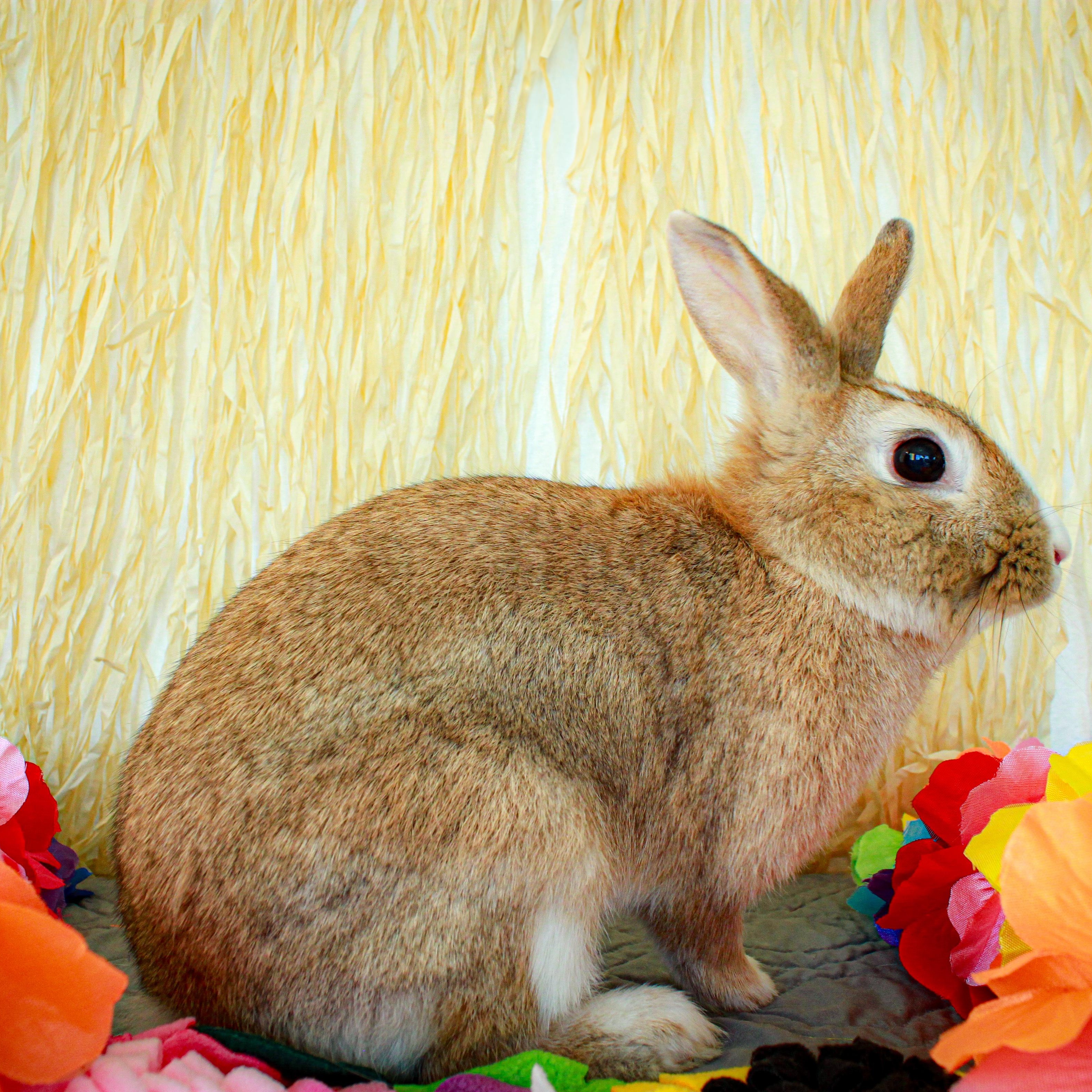 Enlarge Esther, an adopted Bunny Rabbit in Long Beach, CA image 3/4