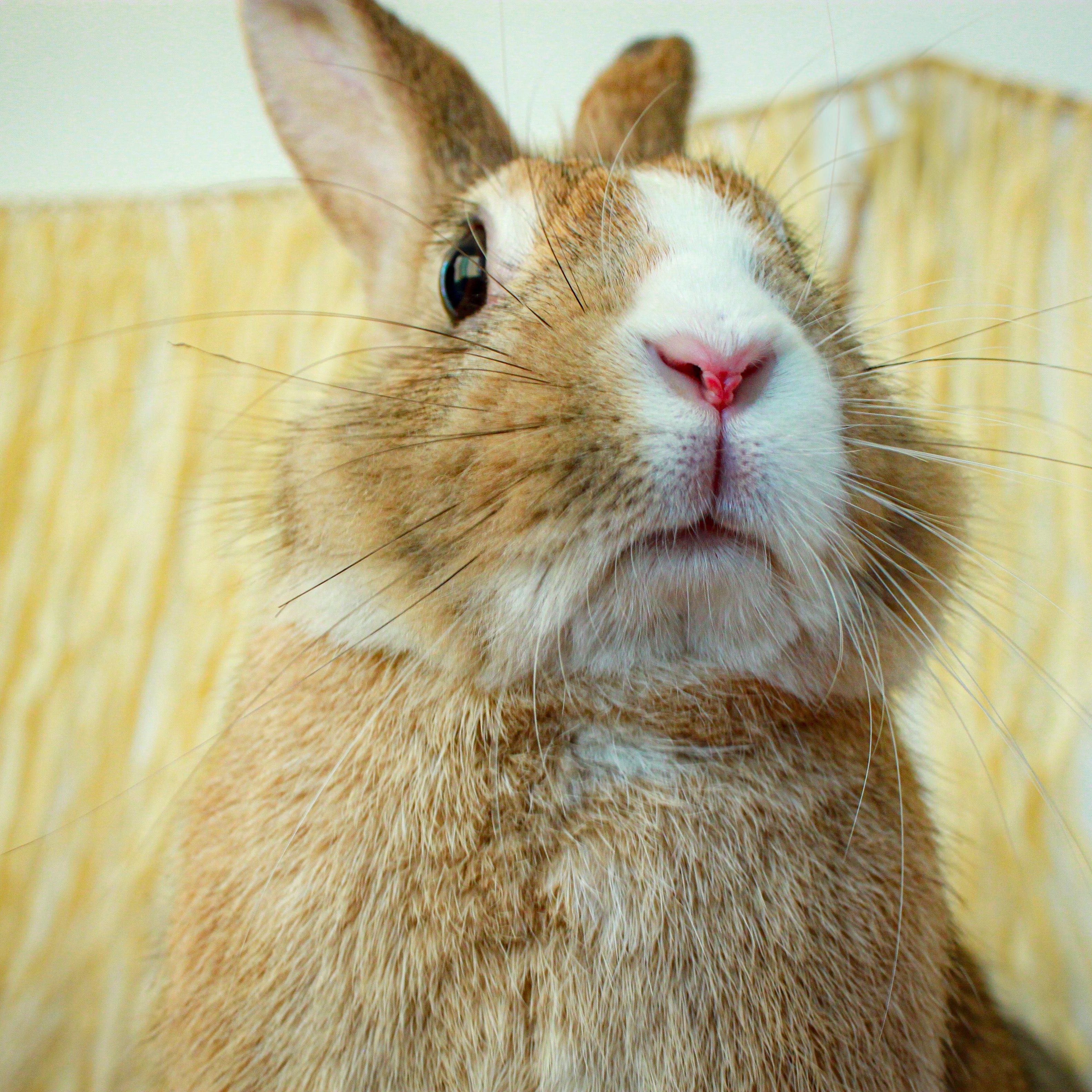 Enlarge Esther, an adopted Bunny Rabbit in Long Beach, CA image 2/4