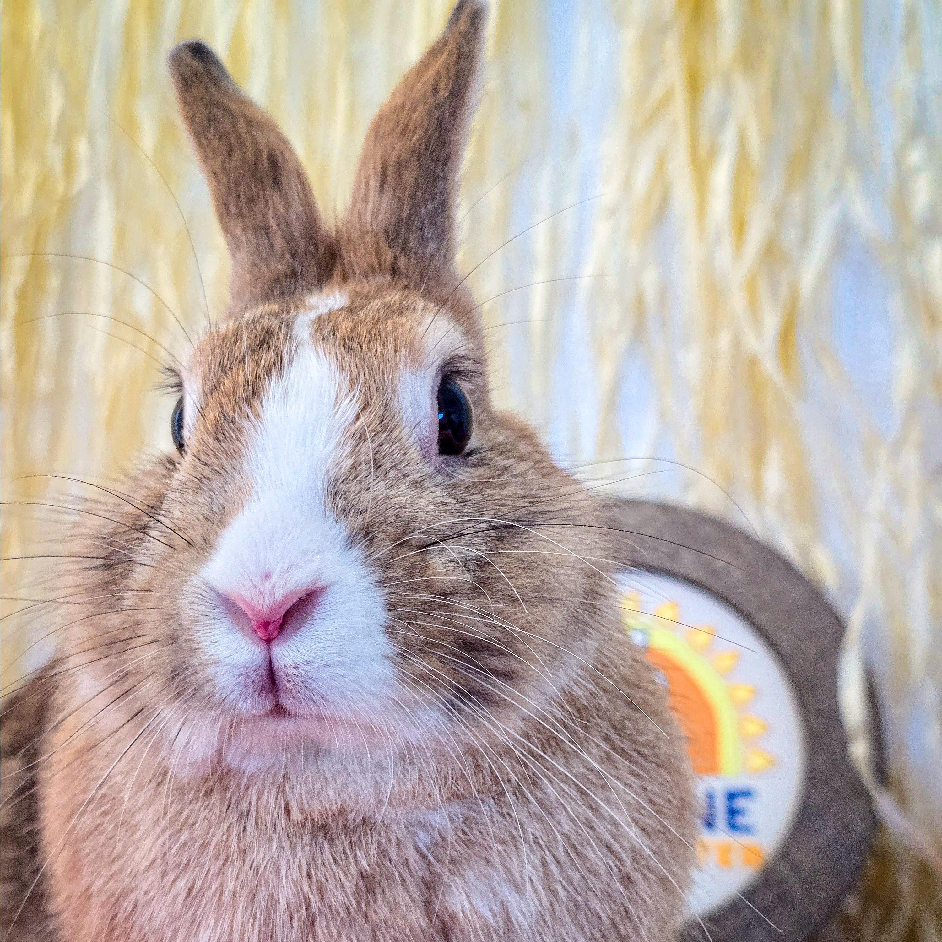 Enlarge Esther, an adopted Bunny Rabbit in Long Beach, CA image 4/4