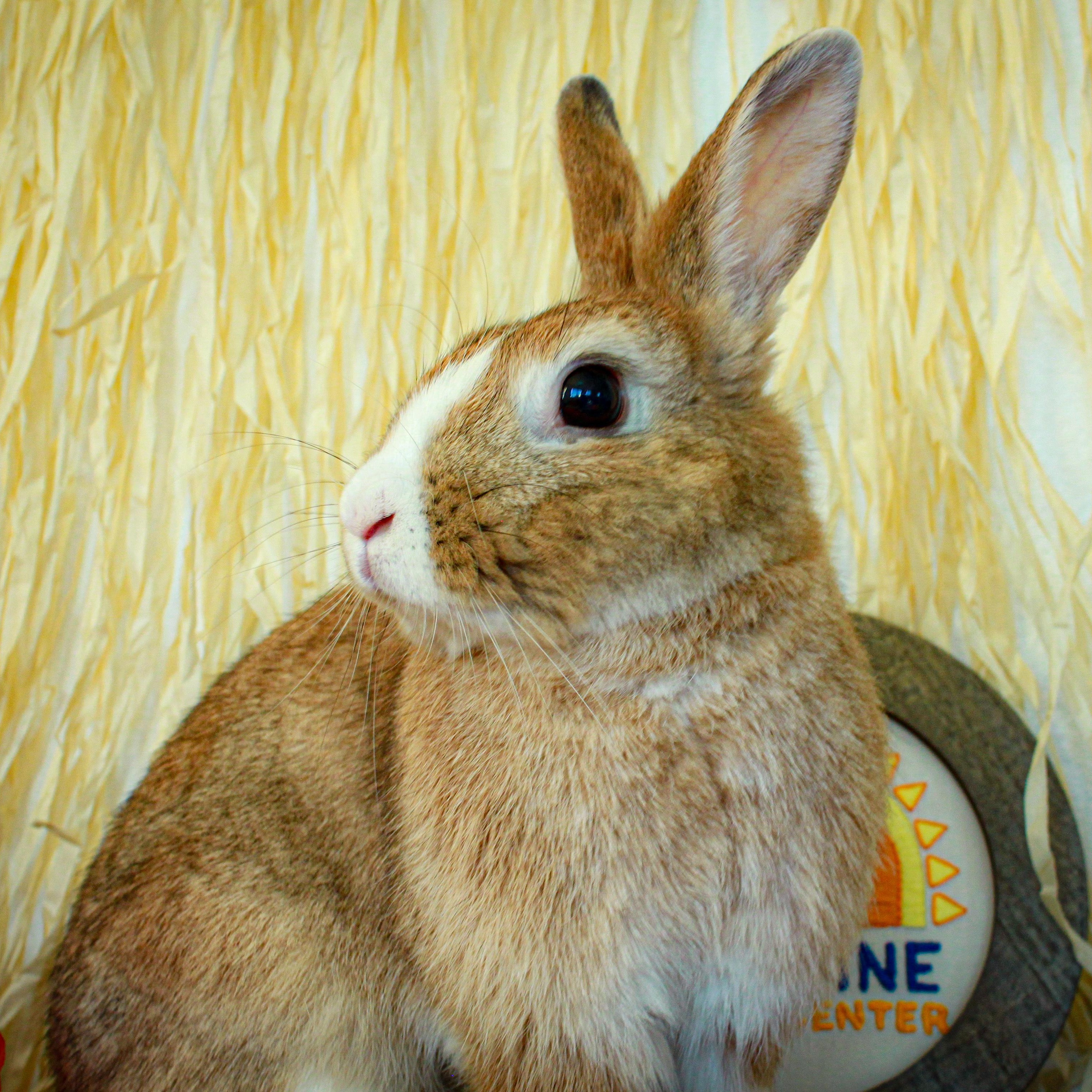 Esther, Adoptable, Adult Female Bunny Rabbit.