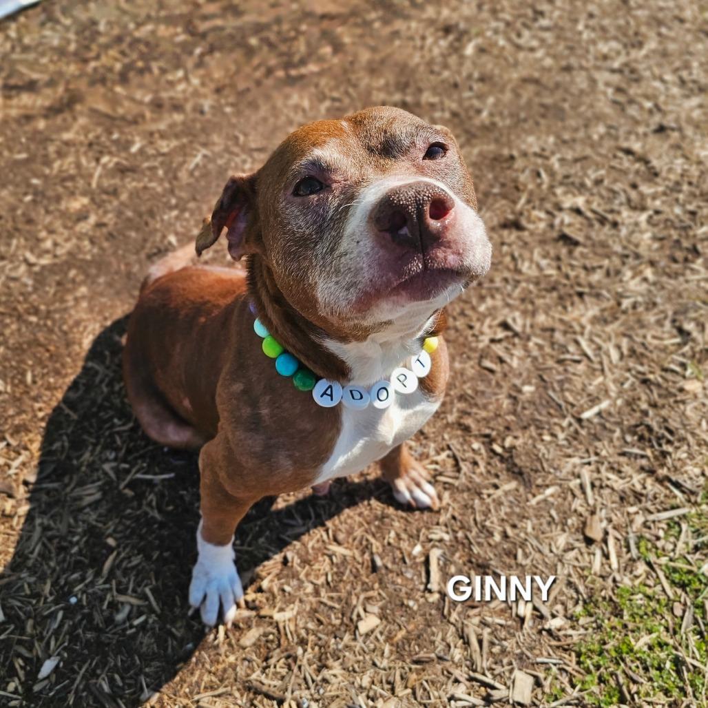 Ginny, Adoptable, Senior Female Pit Bull Terrier & Pit Bull Terrier.