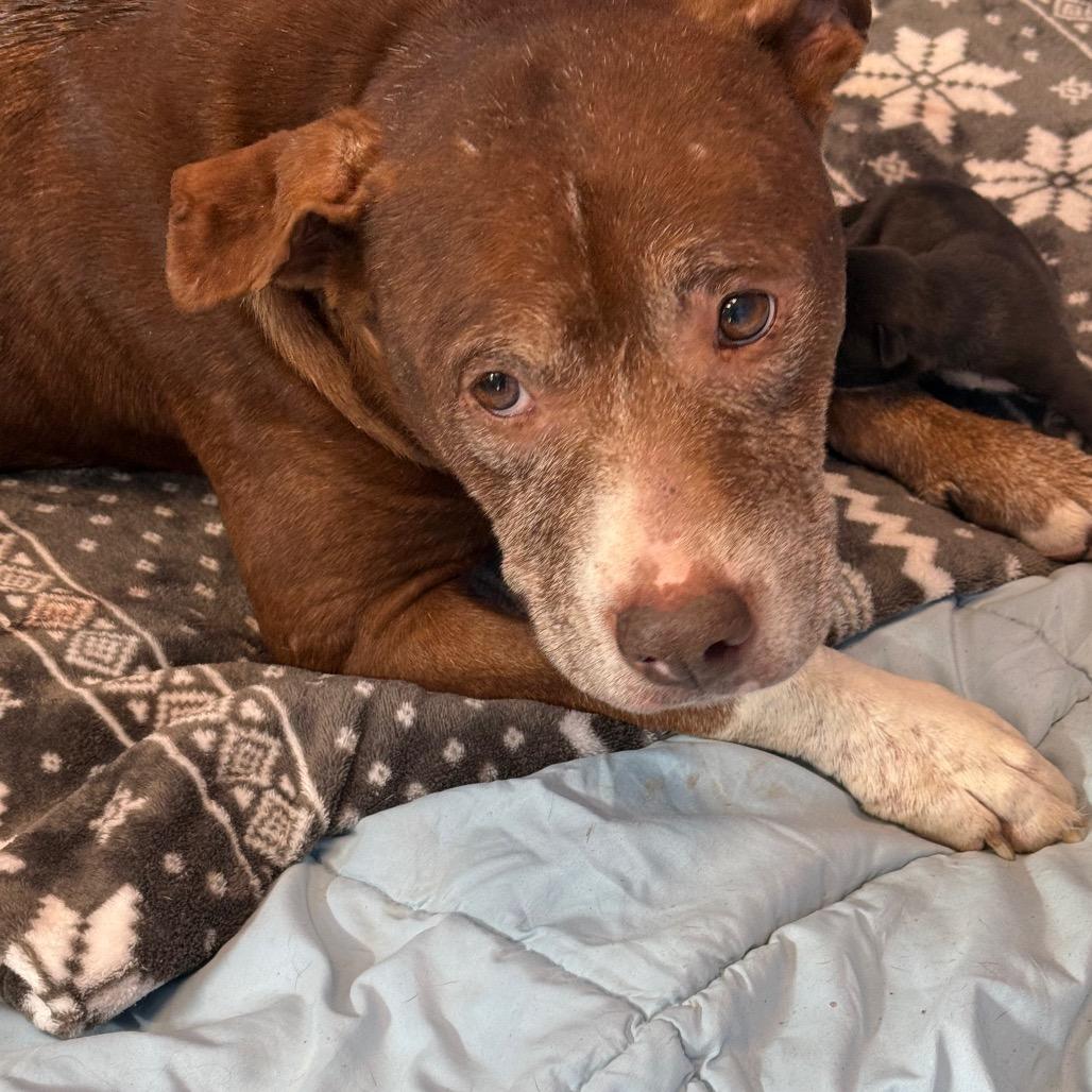 Ginny, Adoptable, Senior Female Pit Bull Terrier & Pit Bull Terrier.