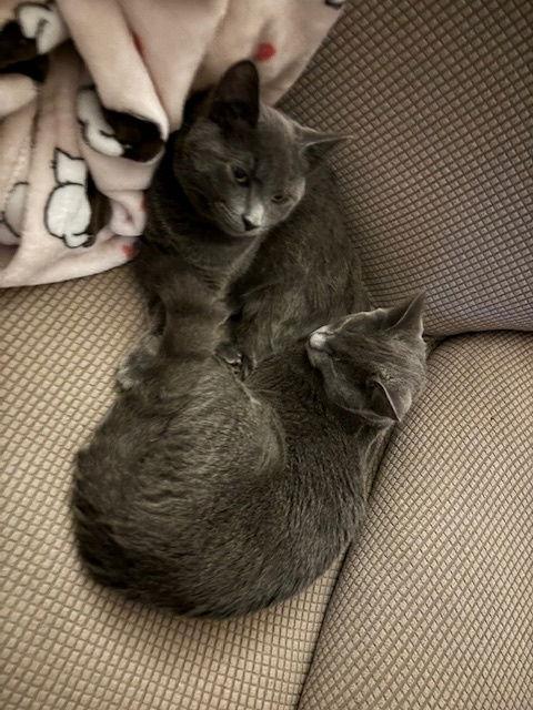 Figi - BONDED PAIR, Adoptable, Kitten Male Domestic Short Hair.