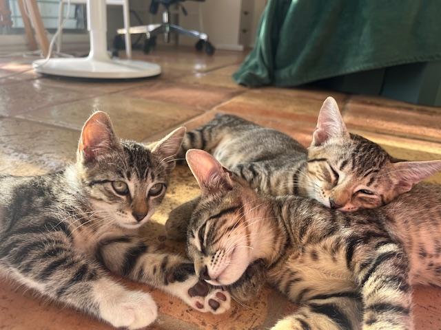 Sable, a Adoptable Domestic Short Hair in Honolulu, HI image 2/6