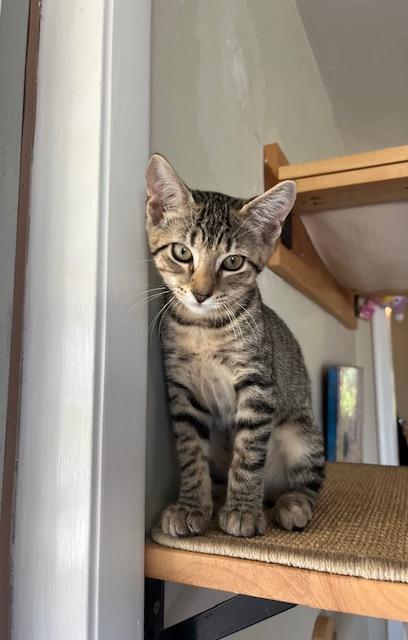 Sable, a Adoptable Domestic Short Hair in Honolulu, HI image 1/6