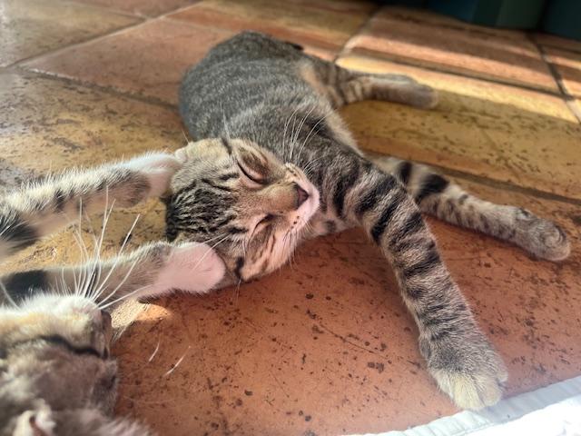 Sable, a Adoptable Domestic Short Hair in Honolulu, HI image 4/6