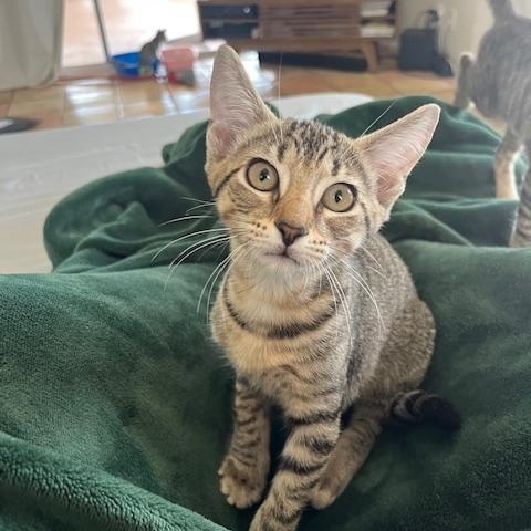 Sable, a Adoptable Domestic Short Hair in Honolulu, HI image 3/6