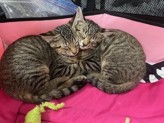 Sable, a Adoptable Domestic Short Hair in Honolulu, HI image 5/6