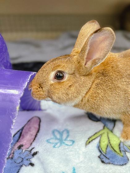 Saffron, Adoptable, Baby Female Rex & American.