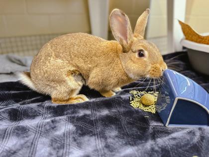 Saffron, a Adoptable mixed breed in Bellevue, WA image 2/2