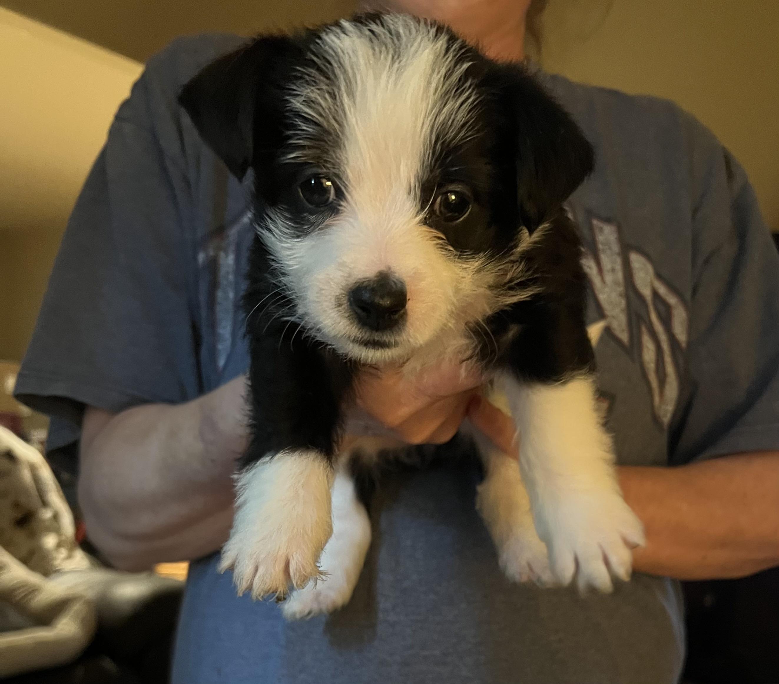 Enlarge Chico, a Adopted mixed breed in Conroe, TX image 1/1