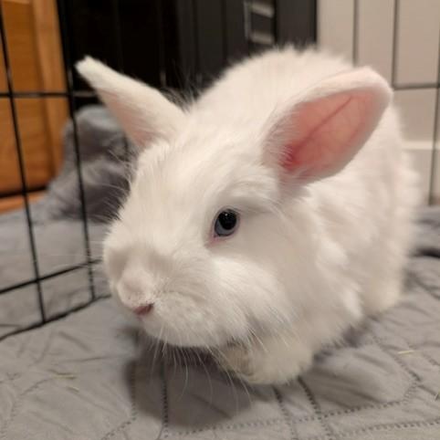 Pancake , a ADOPTABLE Angora Rabbit in Salt Lake City, UT image 2/5