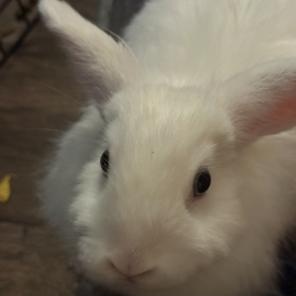 Pancake , a ADOPTABLE Angora Rabbit in Salt Lake City, UT image 5/5