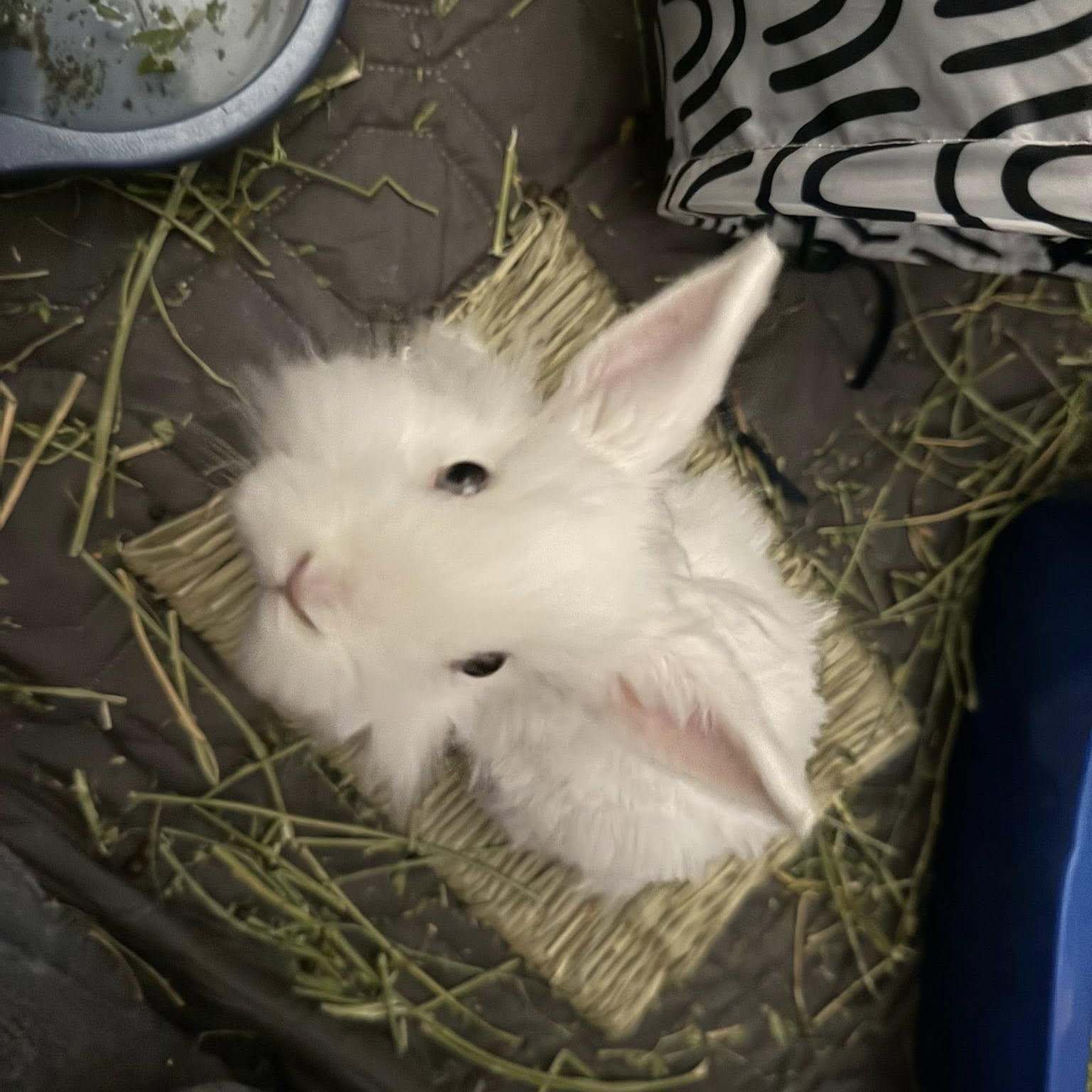 Pancake , a ADOPTABLE Angora Rabbit in Salt Lake City, UT image 4/5