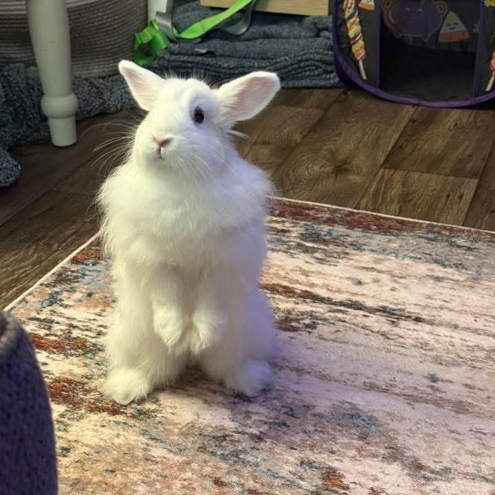 Pancake , a ADOPTABLE Angora Rabbit in Salt Lake City, UT image 3/5