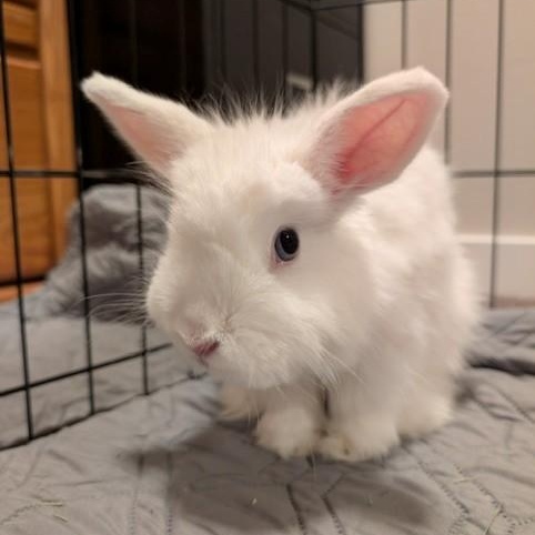 Pancake , a ADOPTABLE Angora Rabbit in Salt Lake City, UT image 1/5