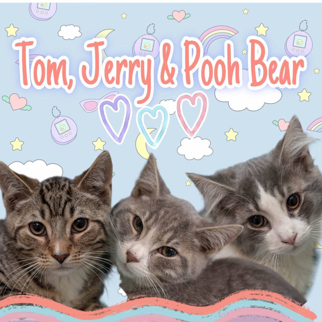 Tom, Jerry, and Pooh Bear
