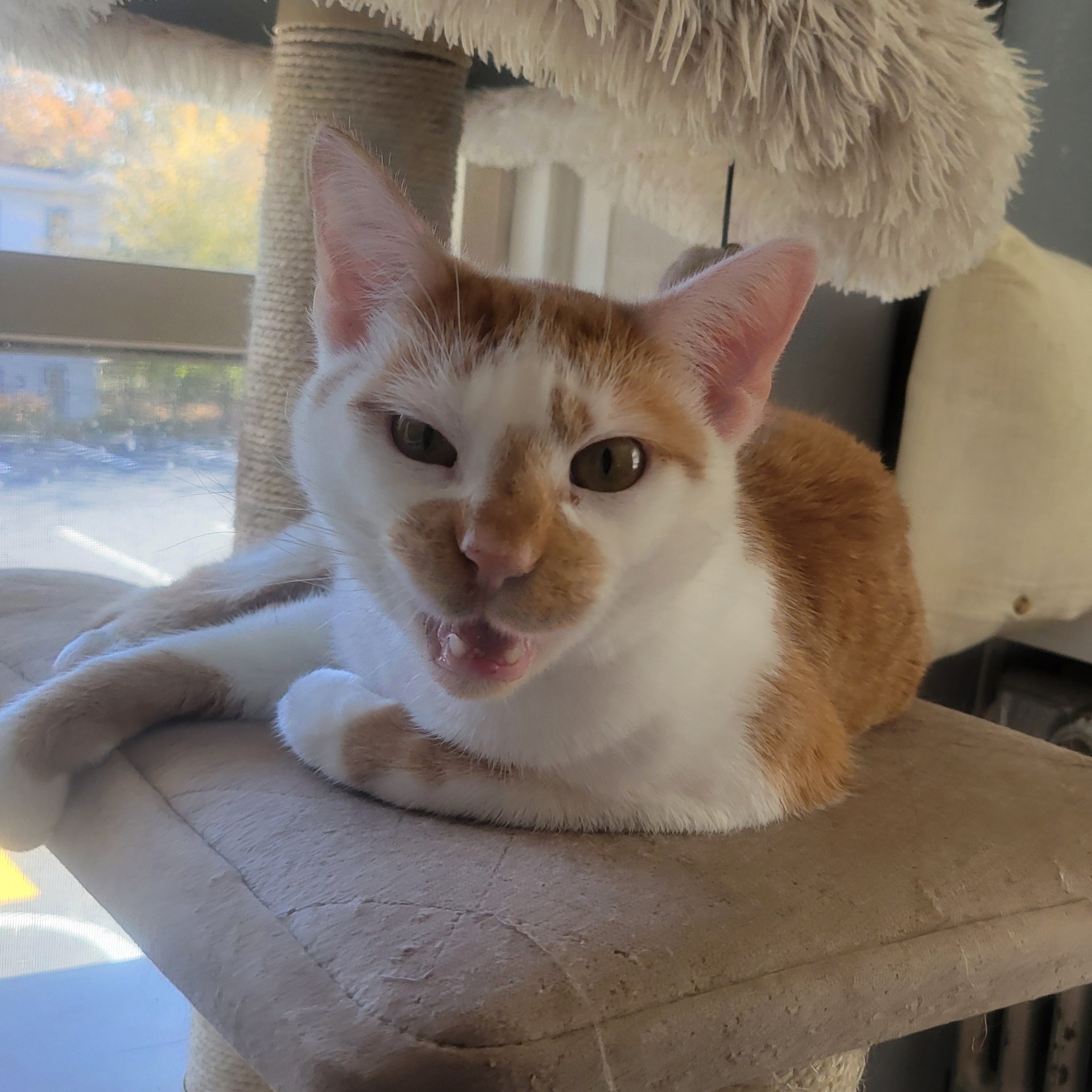 Sir Lawrence Lovey, a Adoptable Domestic Short Hair in Norwich, CT image 4/6