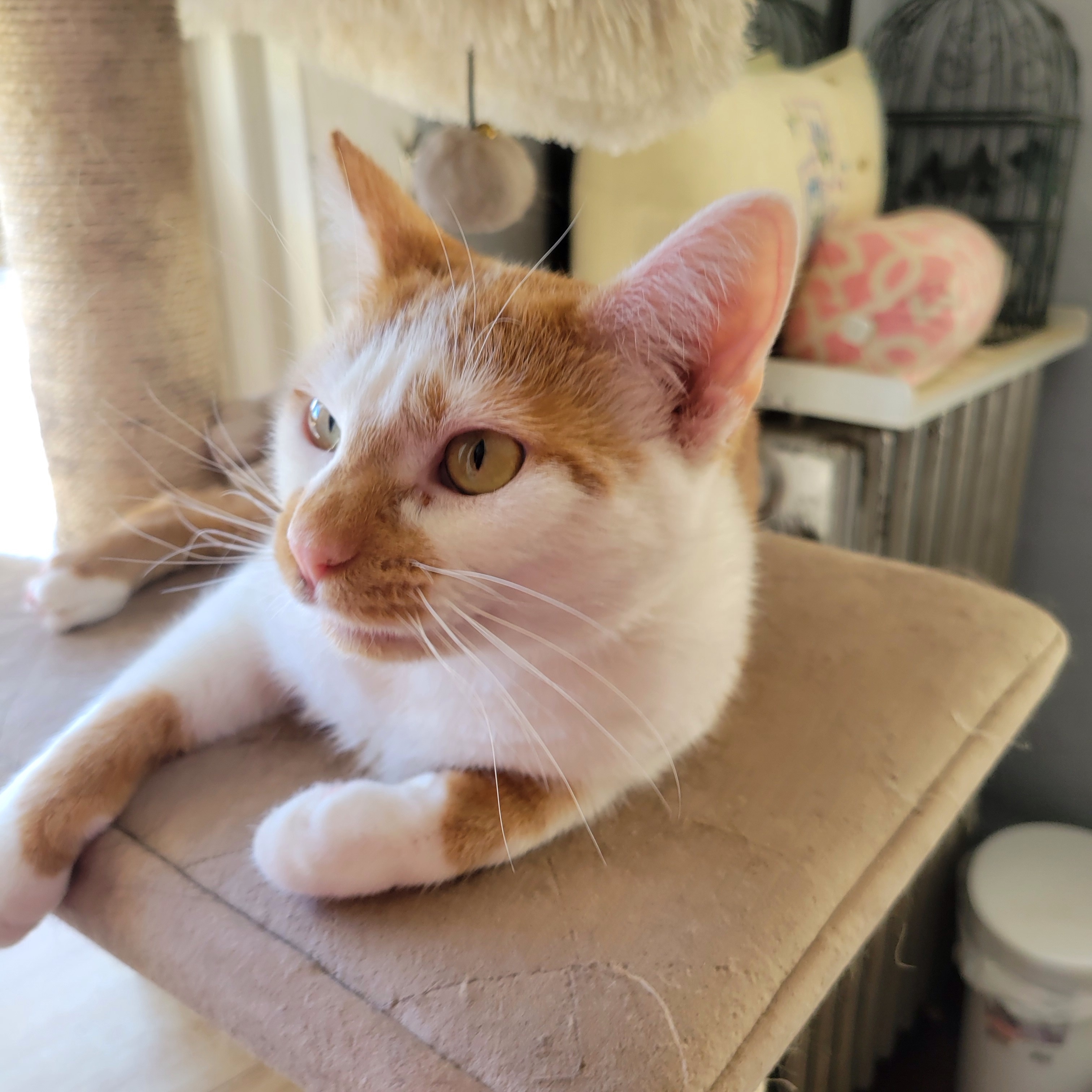 Sir Lawrence Lovey, a Adoptable Domestic Short Hair in Norwich, CT image 6/6