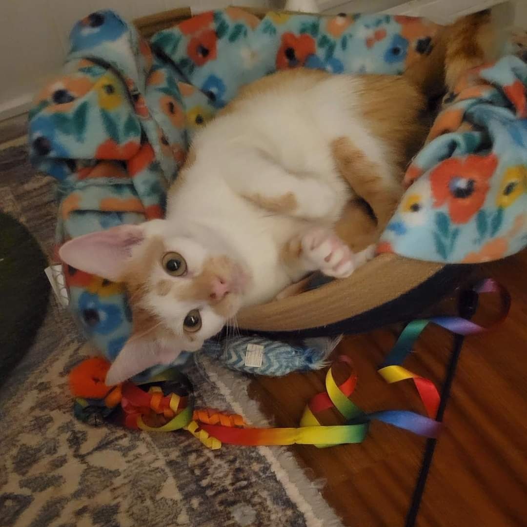 Sir Lawrence Lovey, a Adoptable Domestic Short Hair in Norwich, CT image 3/6