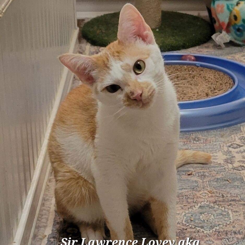 Sir Lawrence Lovey, Young Male Domestic Short Hair