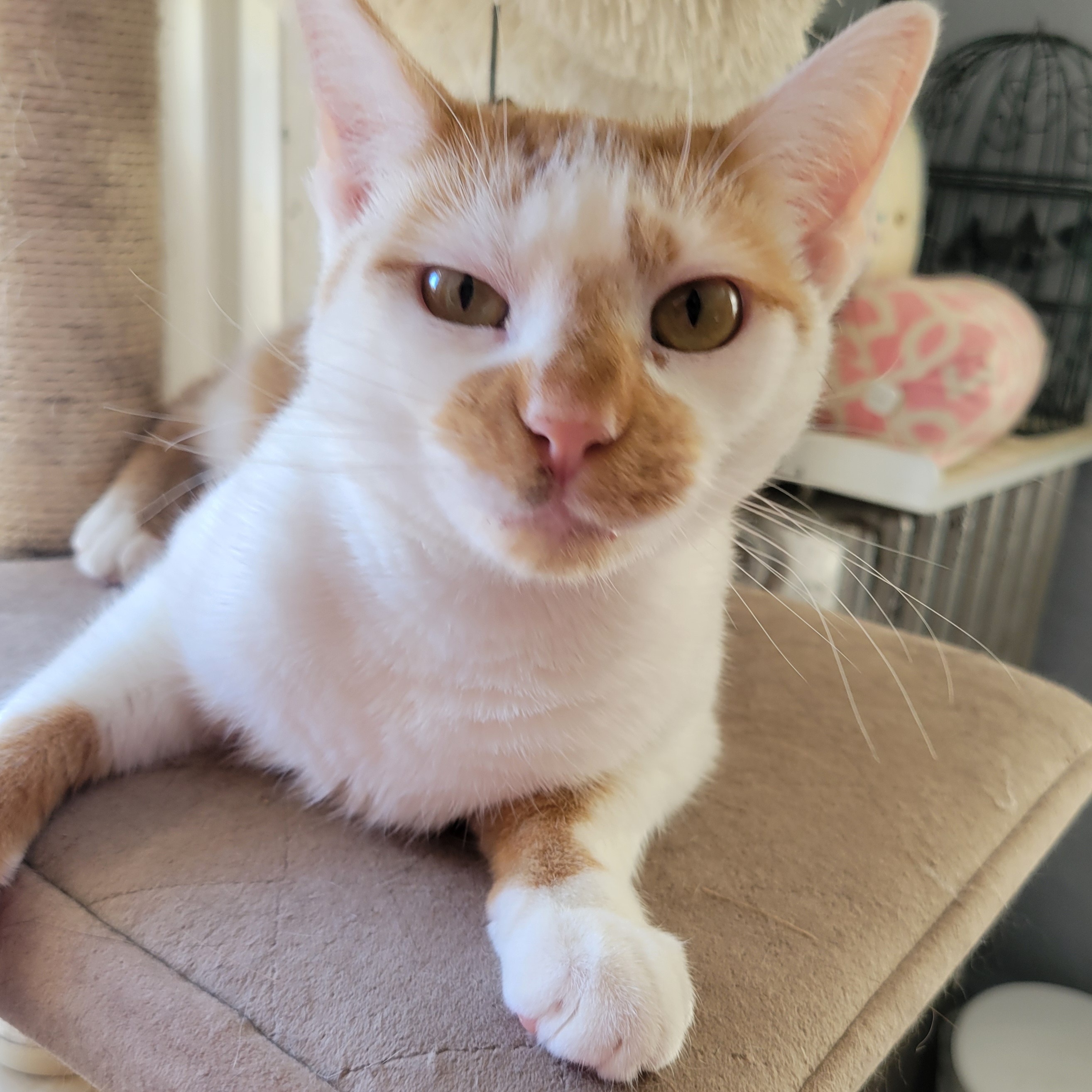 Sir Lawrence Lovey, a Adoptable Domestic Short Hair in Norwich, CT image 2/6