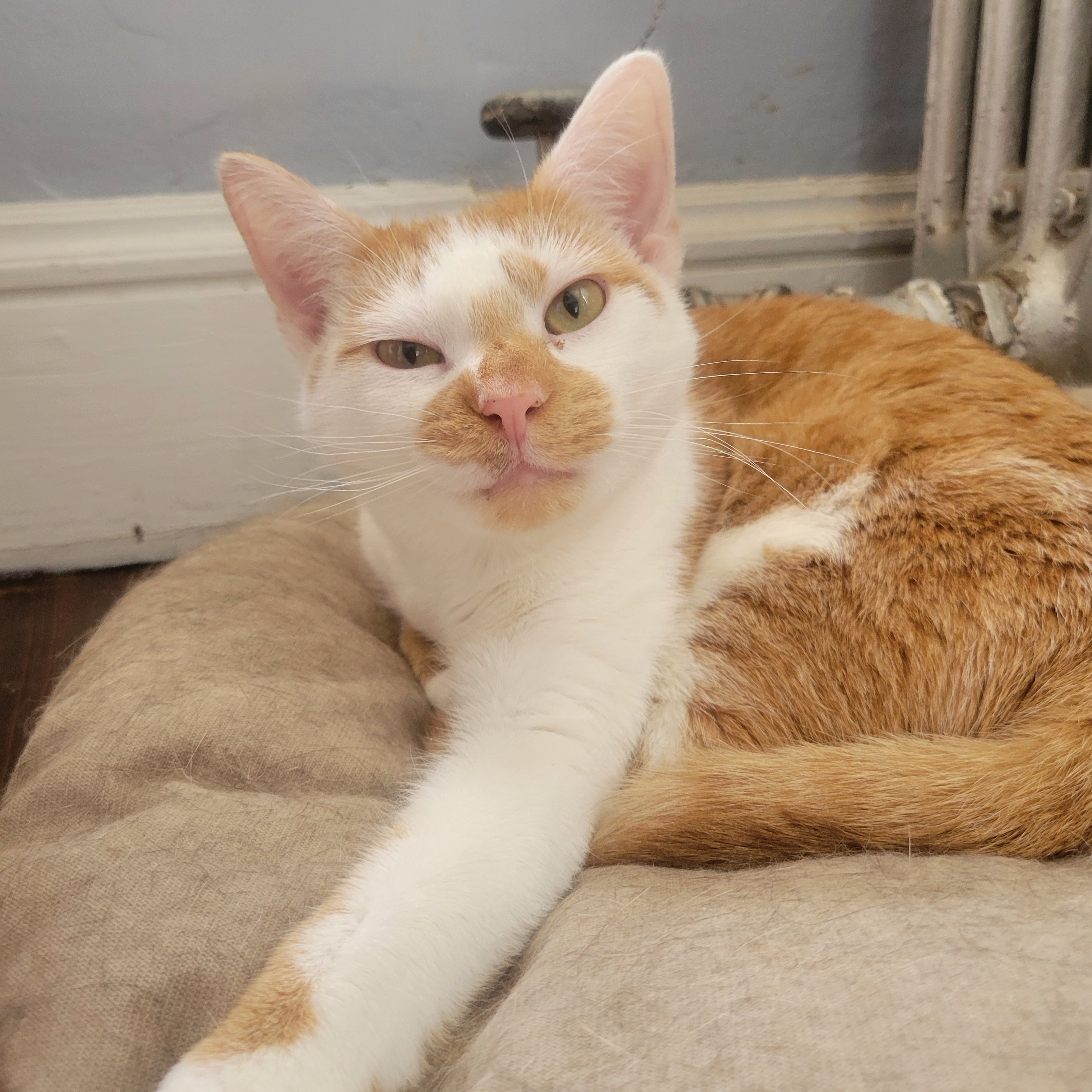 Sir Lawrence Lovey, a Adoptable Domestic Short Hair in Norwich, CT image 5/6