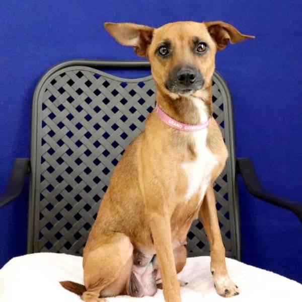 Miss Fitt, a Adoptable mixed breed in Midland, TX image 2/2