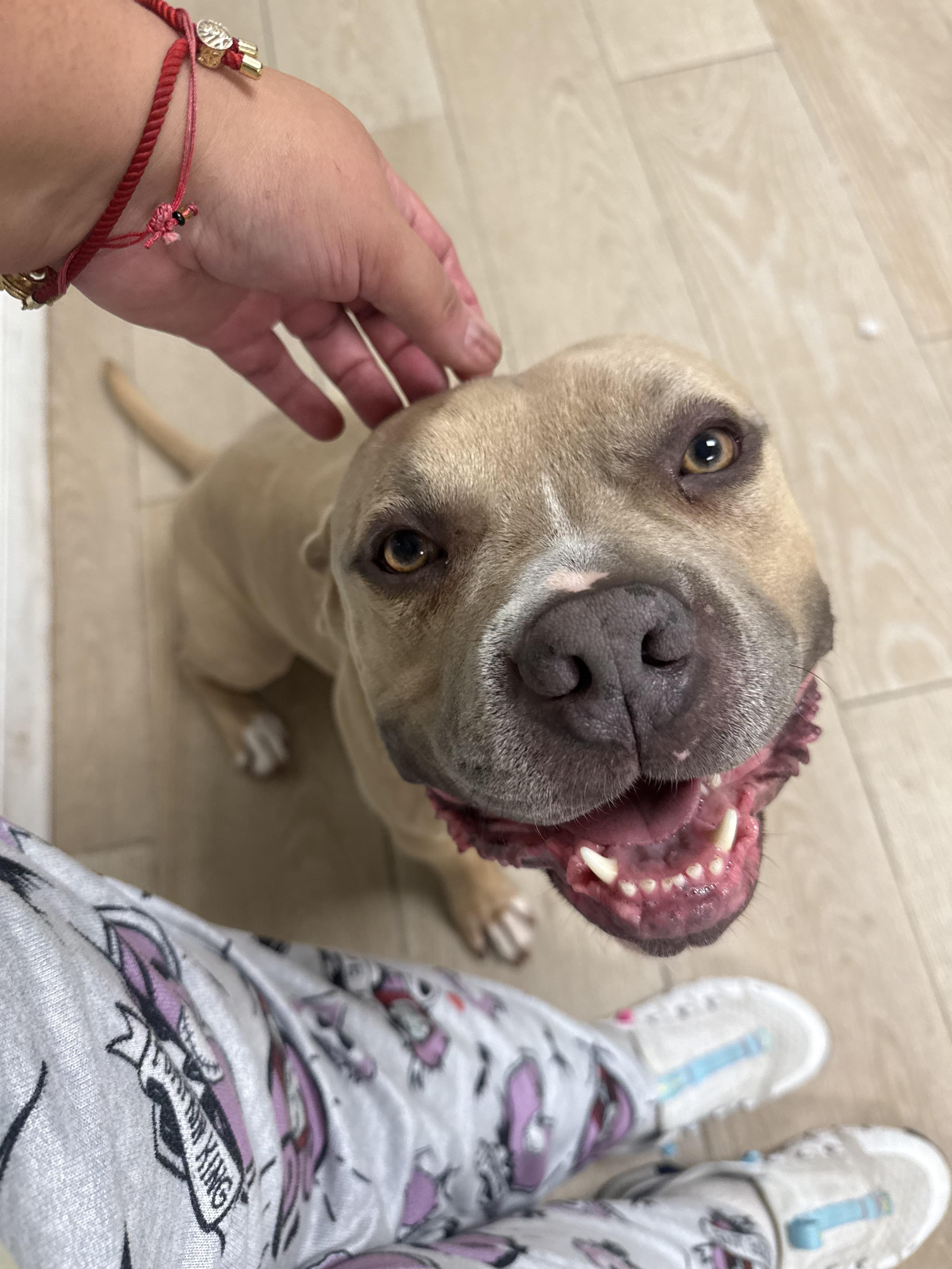 Enlarge Anakin, a Adoptable mixed breed in Pompano Beach, FL image 2/4